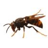 category icon